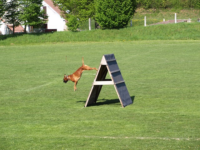 www.atibox.net * www.euroboxer.eu * www.boxergenealogia.eu
